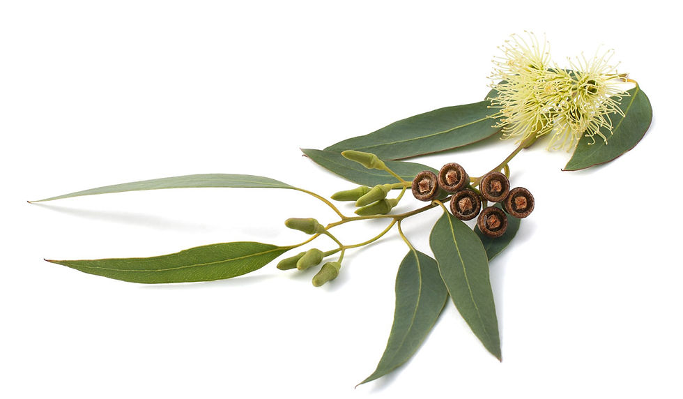 Eucalyptus