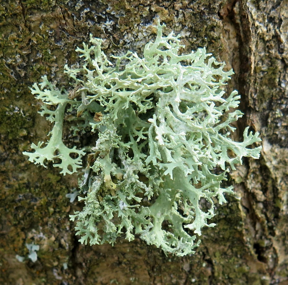 Oakmoss