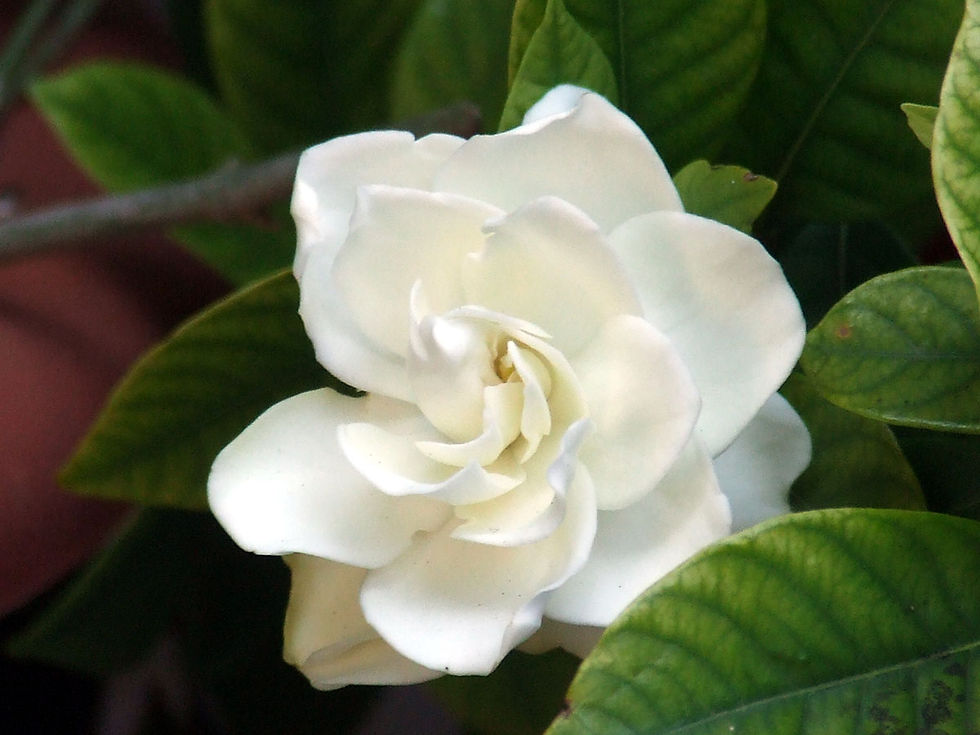 Gardenia