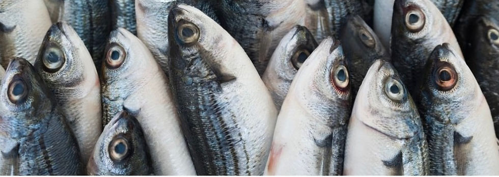 Fresh fish Cabo de Gata