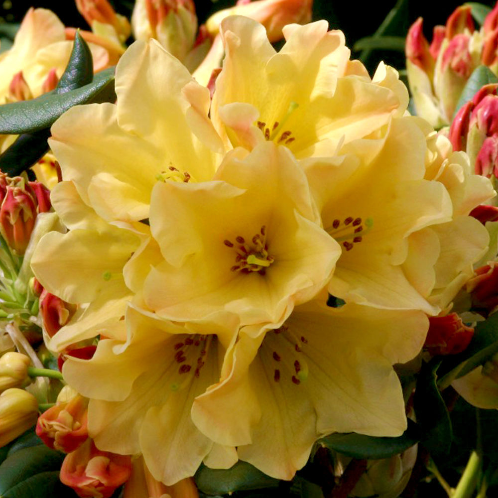 Rhododendron Nancy Evans 3L YELLOW (Yaks)