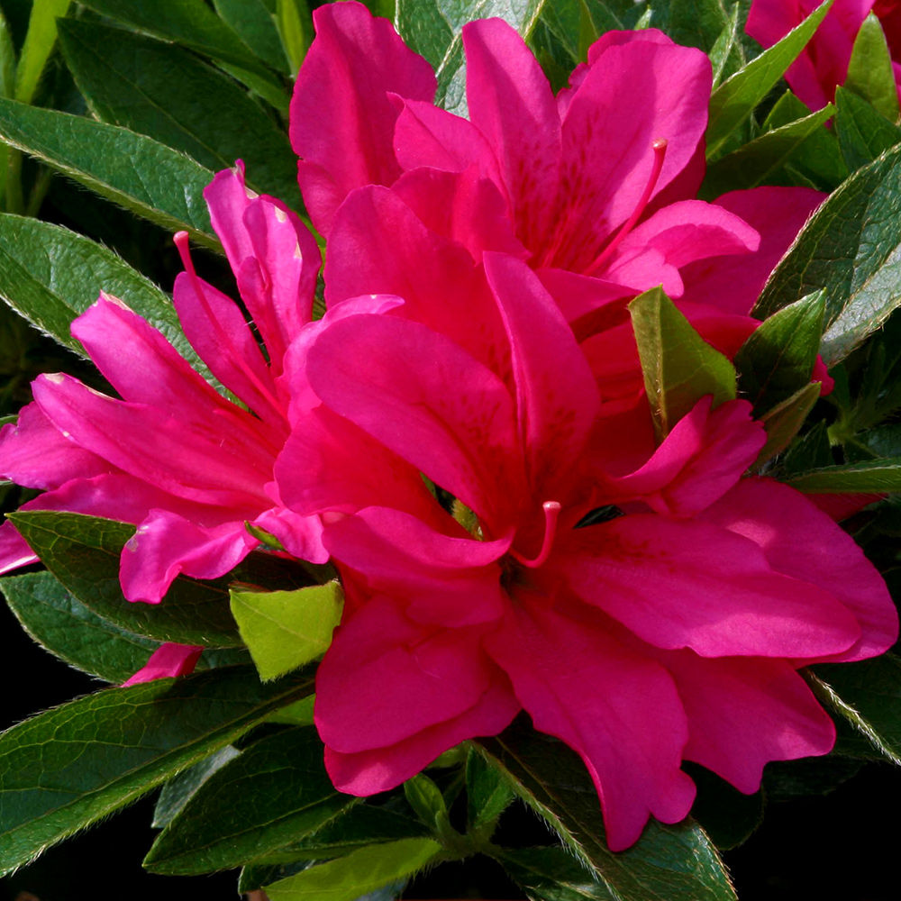 Rosa PINK Azaleas