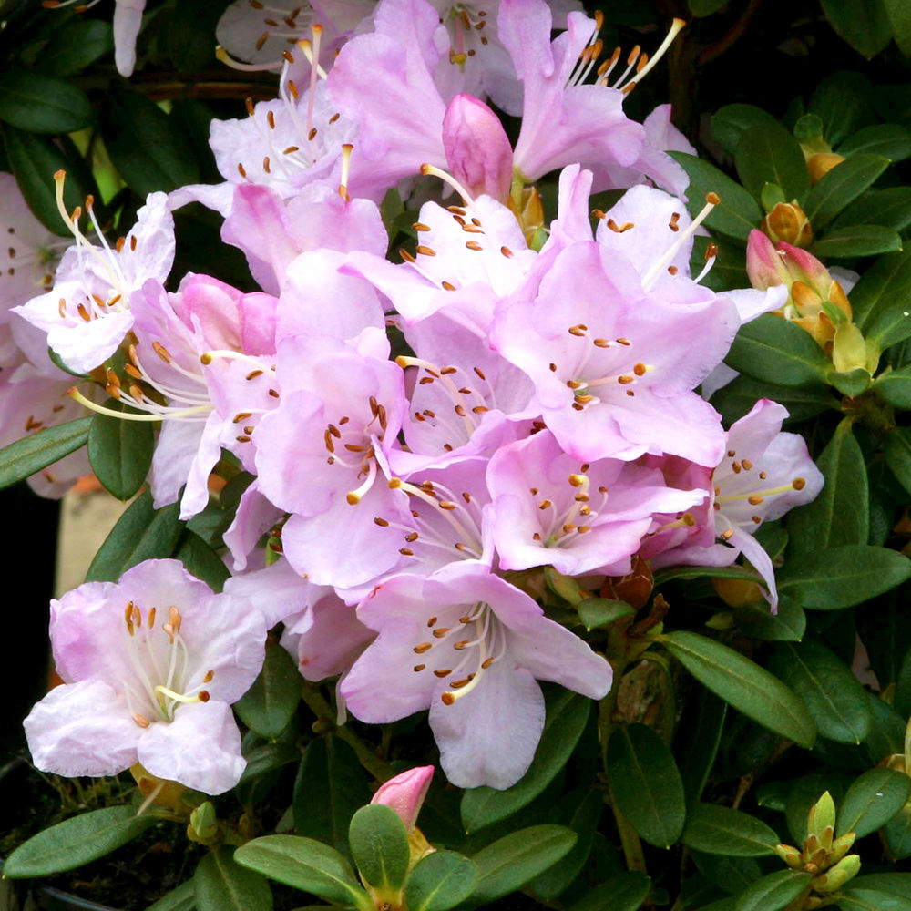 Rhododendron Snipe 3L PINK (Alpine Dwarf)