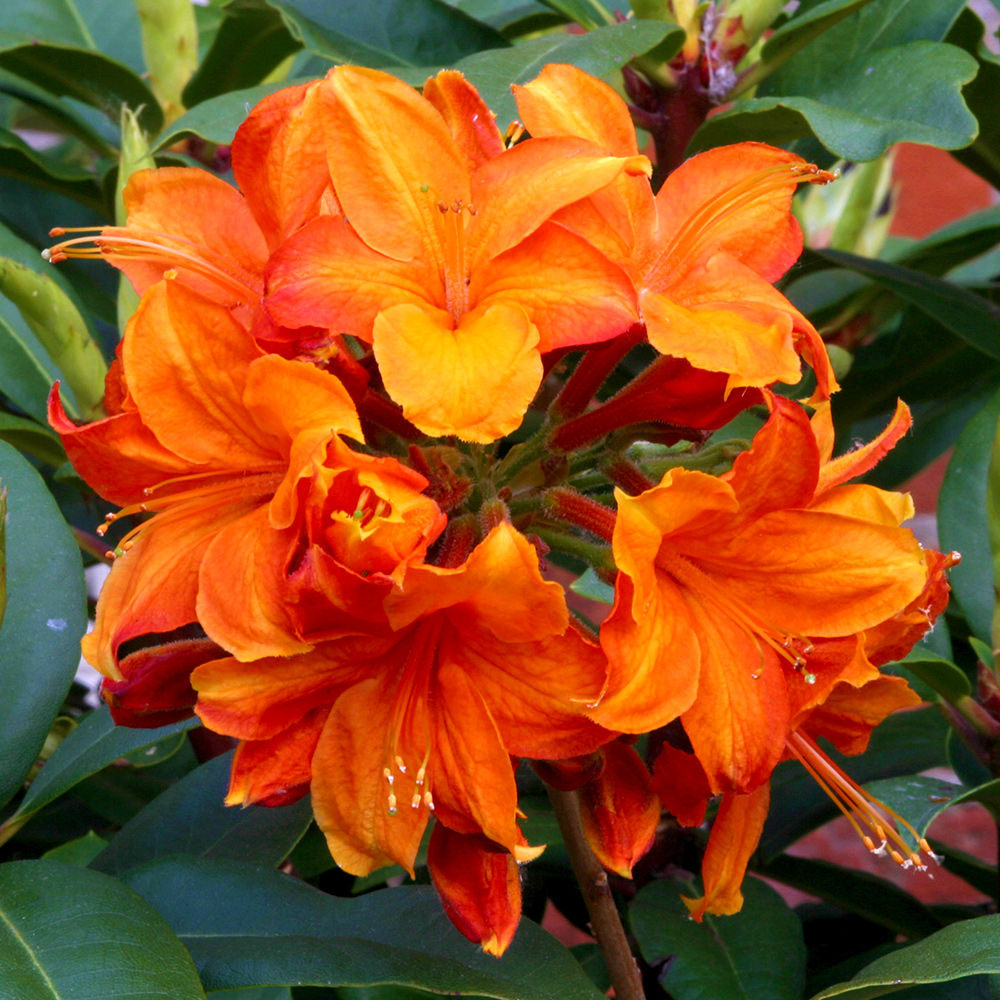 Golden Eagle 5L ORANGE Azaleas