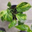 Thumbnail: Oxycodon (Money Plant)