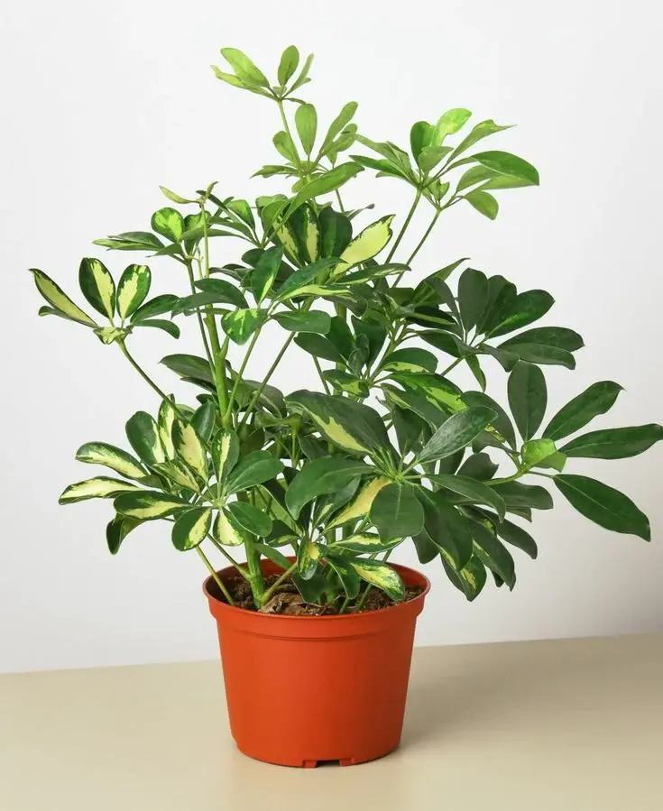 Schefflera