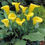 Thumbnail: Calla Lily
