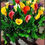 Thumbnail: Calla Lily