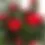 Thumbnail: Star Ixora