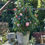 Thumbnail: Pink Rose