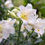 Thumbnail: Aster Lilly