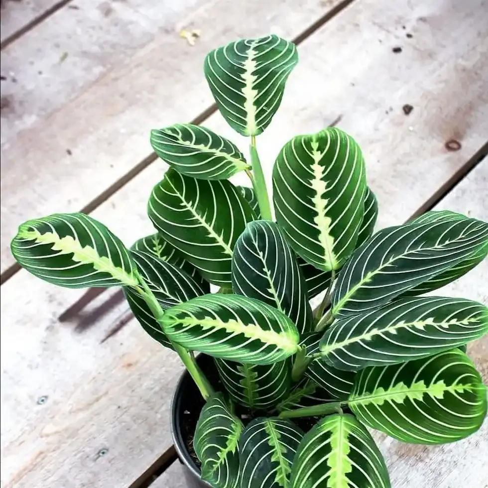 Prayer Plant (Maranta)