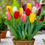 Thumbnail: Tulip