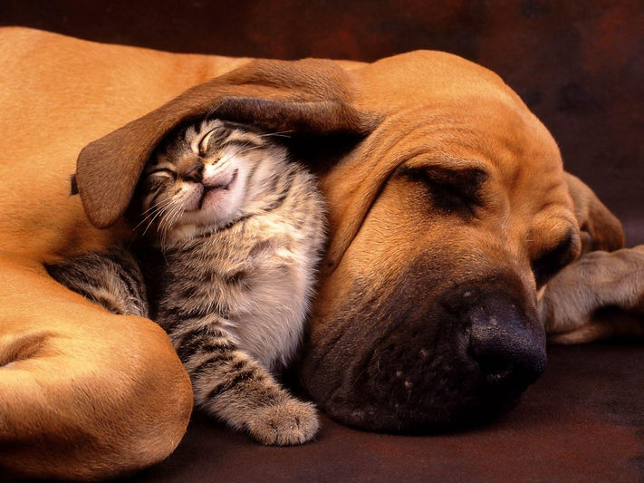 Cão e gato Site.jpg