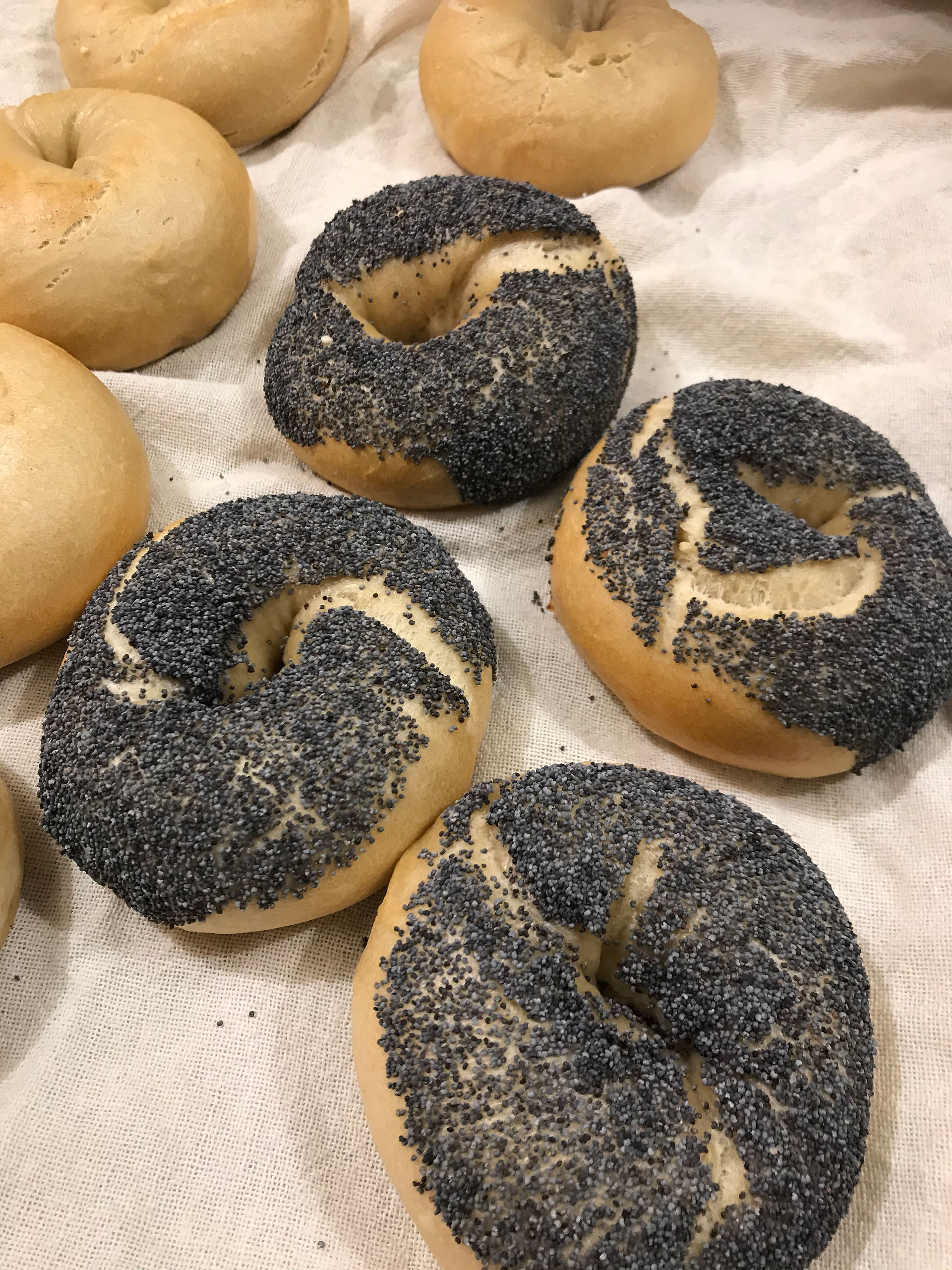 Bagel 哨牙悲哥 