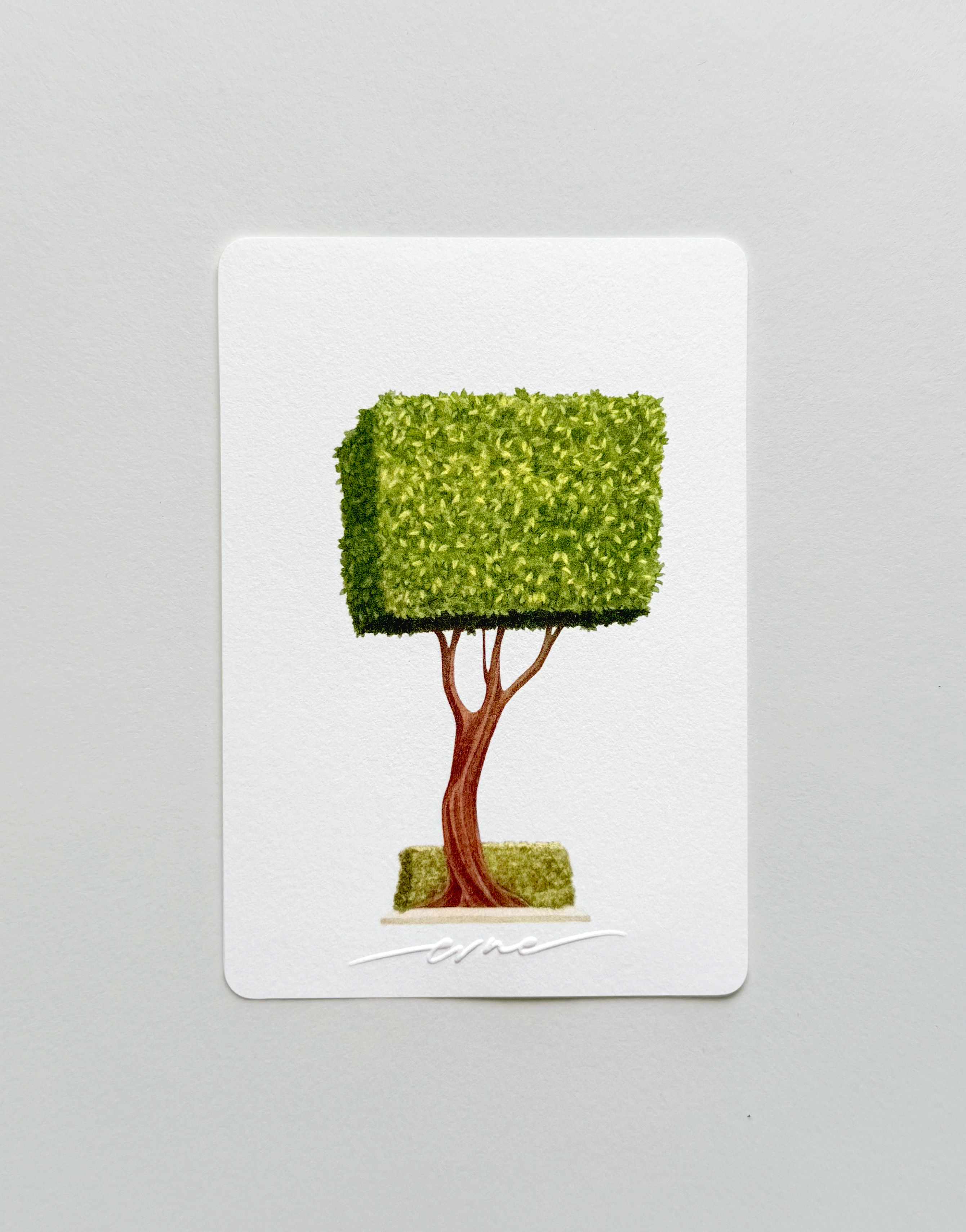 TC Ficus