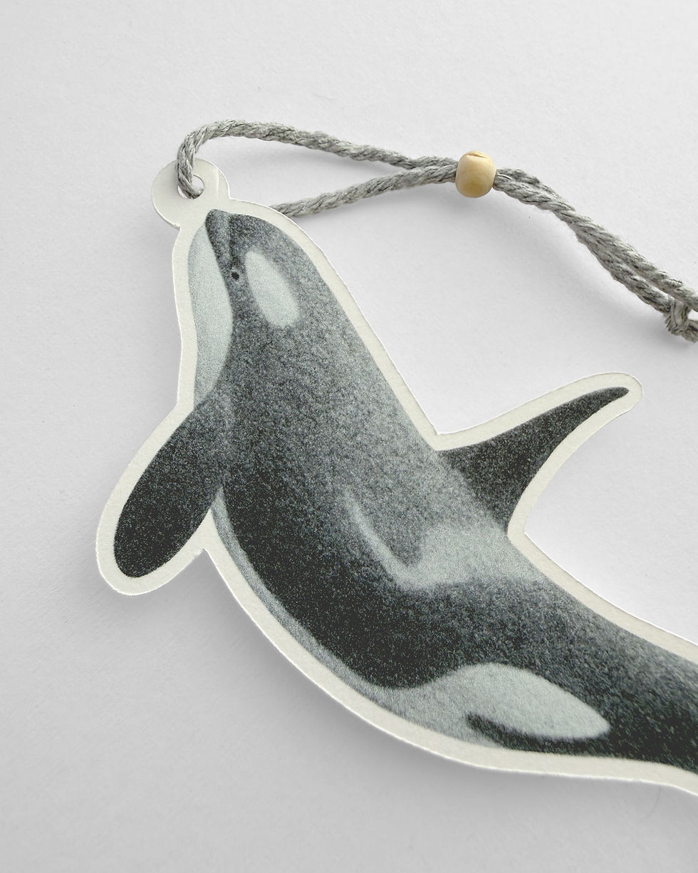 Miniatura: S. Orca