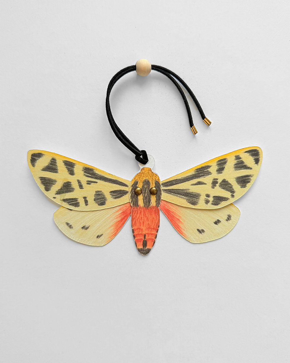 Miniatura: Polilla