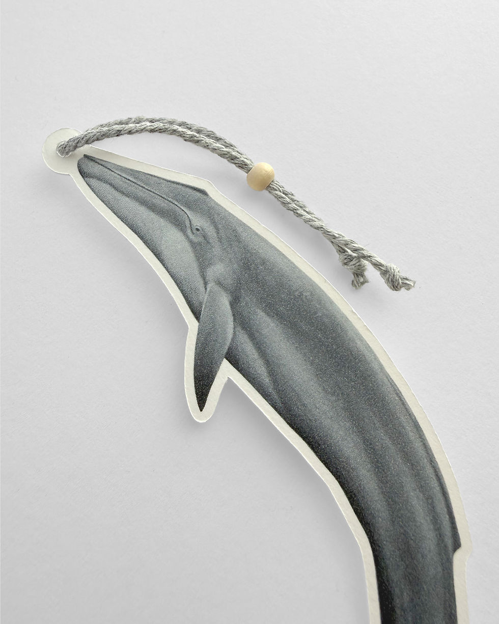Miniatura: S. Ballena Azul