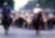 One of the many promotional events coordinated by Jill Lloyd during her 15-year tenure as the Orange County Fair's media and public relations director was a cattle-drive down Fairview Drive in 1994 in which 150 riders herded 250 head of cattle. Photo courtesy of Patrick O'Donnell