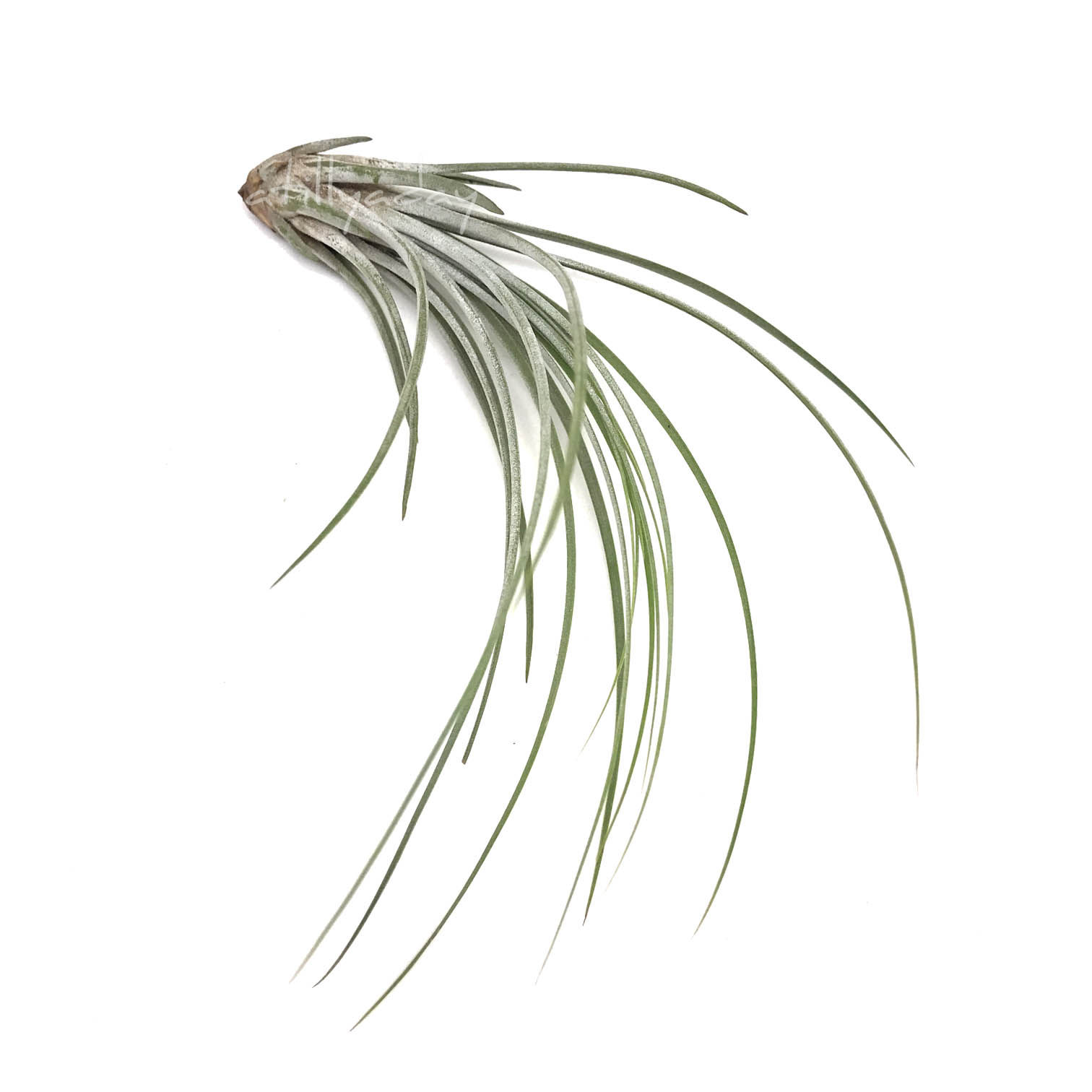 Tillandsia Juncifolia