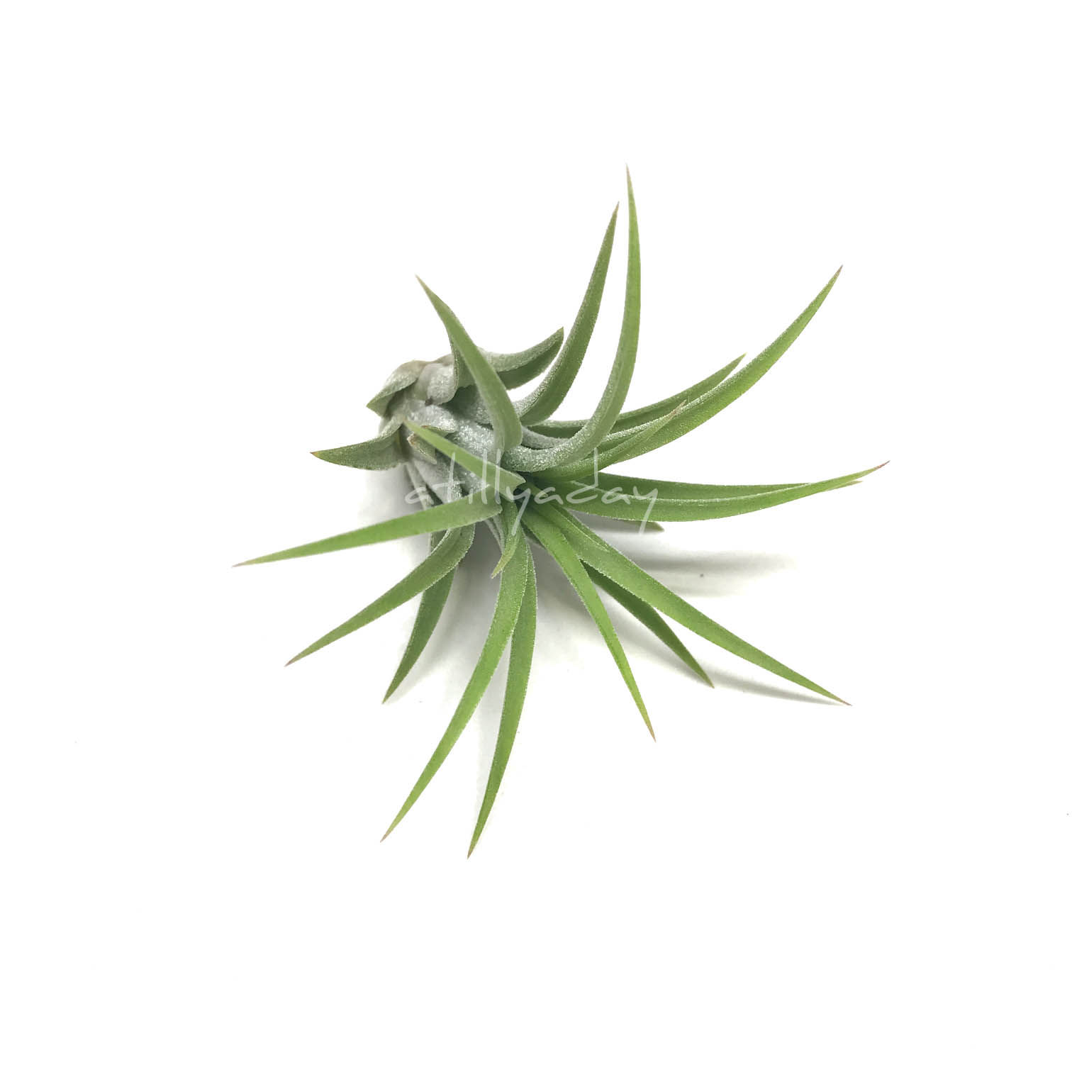 Tillandsia Ionantha