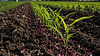 Colorants header image.jpg