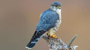 MA Escalates Merlin Survey Concerns to Natural England’s Chief Executive
