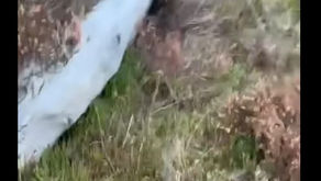 VIDEO: Why Cutting Can’t Replace Controlled Burning on the Moors