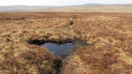 A Bog in Fifty Years, More Fuel Next Spring