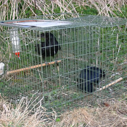 Registration Details of Poultry and Other Kept Birds - FAQs for the Game Management Sector