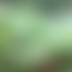 Bracken in the UK: Impacts, Challenges, and the Future of Control