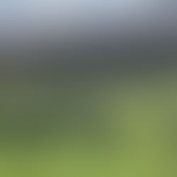 VIDEO: Grey Partridge Reintroduction on Forest of Bowland Moorland