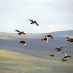 Conservation on the Moors: How Grouse Management Helps Protect Iconic Species