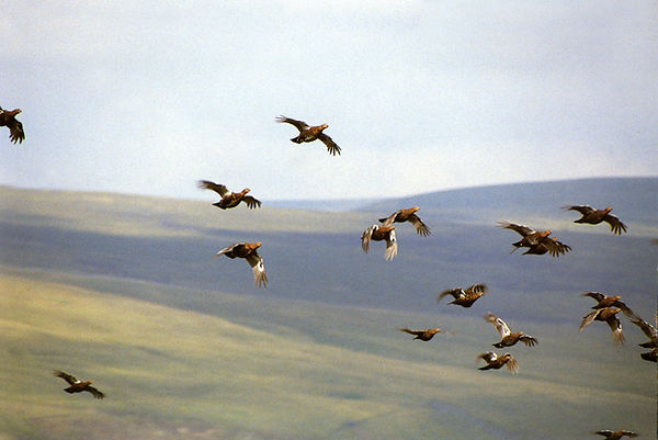Red Grouse Covey
