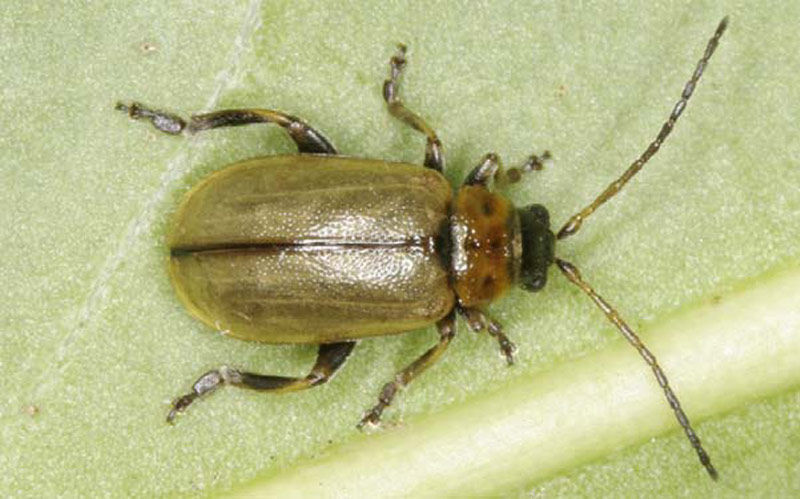 Heather Beetle