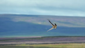 Grouse Shooting Debate: Get The Facts - Read Our Essential Briefing Note