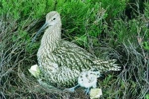curlew chick and nest