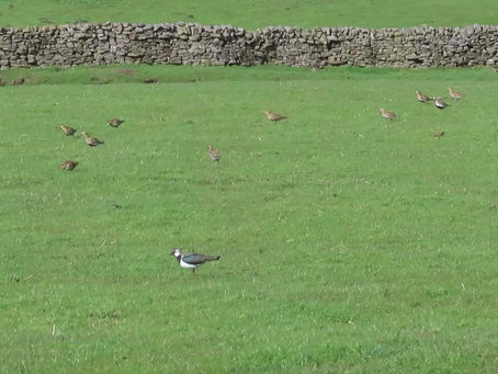 VIDEO: The waders are coming!
