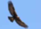 Golden Eagle