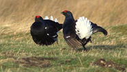 Black Grouse: England's Last Stronghold Sits on the Edge of Keepered Moors