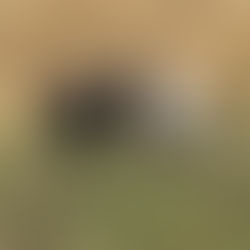 The Real Reason You Can Still Spot a Black Grouse Lek