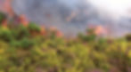 Wildfire