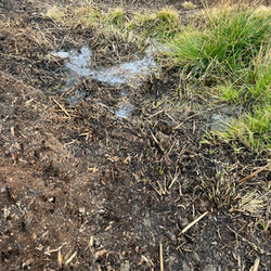 Burnt Ground, Standing Water: What Appleton Common Tells Us About Wildfire