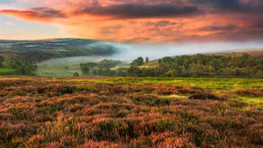 Briefing Note: Moorland Management Restrictions and the Requirement for a Habitats Regulations Assessment (HRA)