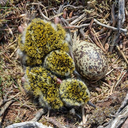 Protecting Ground-Nesting Birds: Why Predator Control is Vital for Conservation