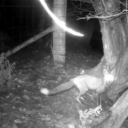 Long Hours, New Life: The Vital Winter Work of Moorland Gamekeepers