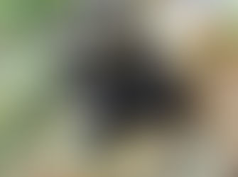 Spotify keerde recordbedrag uit, maar Belgische artiesten zien daar weinig van