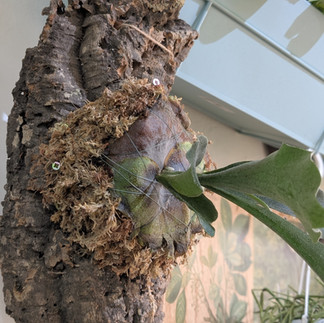 Ormbunker polska kwiaciarnia w malmo