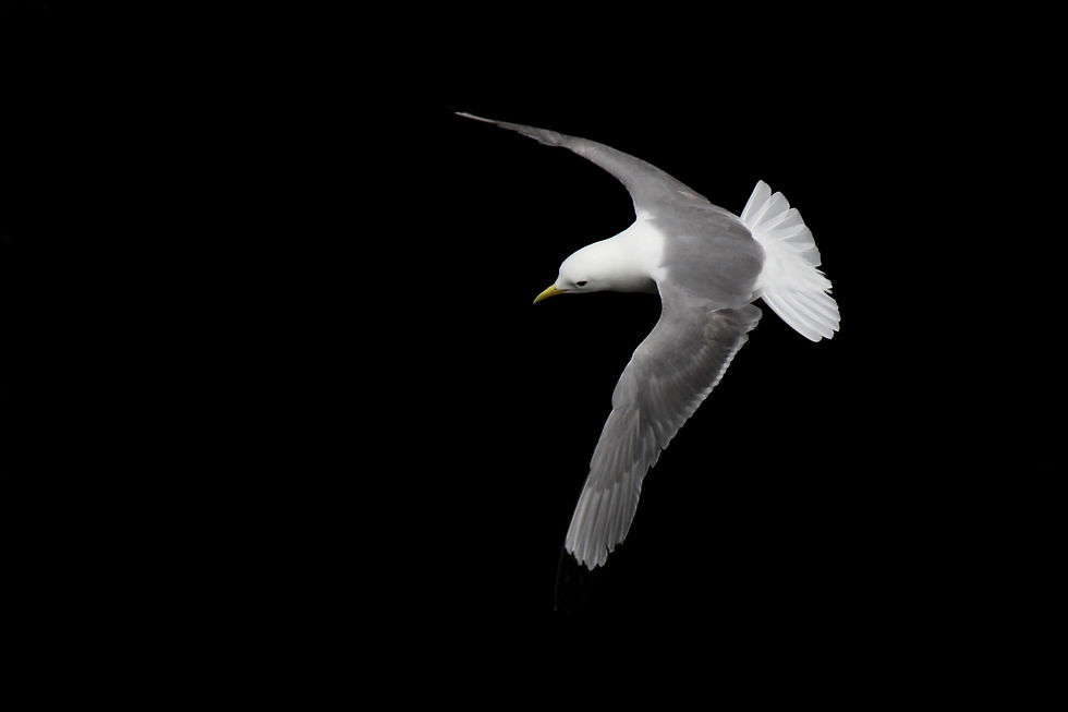 Photo : Romain Guénard